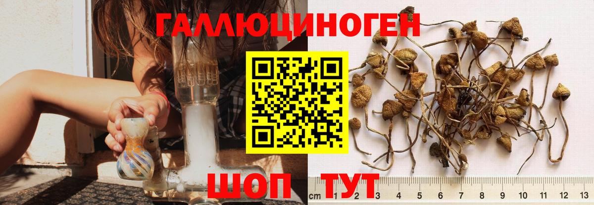 Псилоцибиновые грибы GOLDEN TEACHER  Вход с VPN  Галлюциногенные грибы мицелий  Минеральные Воды 